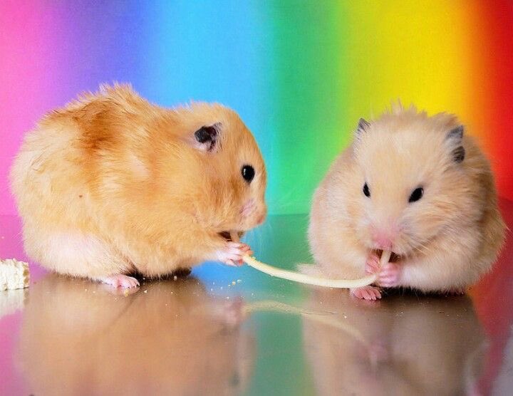 Sugar 🍭(•⩊• っ)3 tweet media