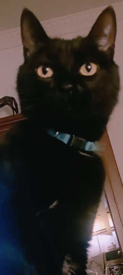 A.P.A. ARCA DEL TORCAL tweet media