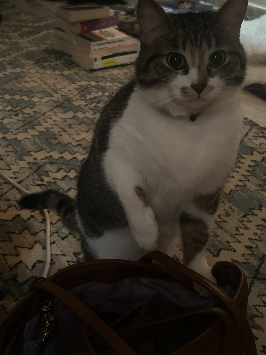 شروق tweet media