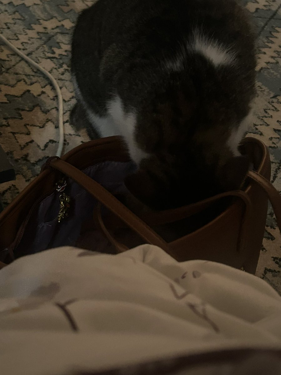 شروق tweet media