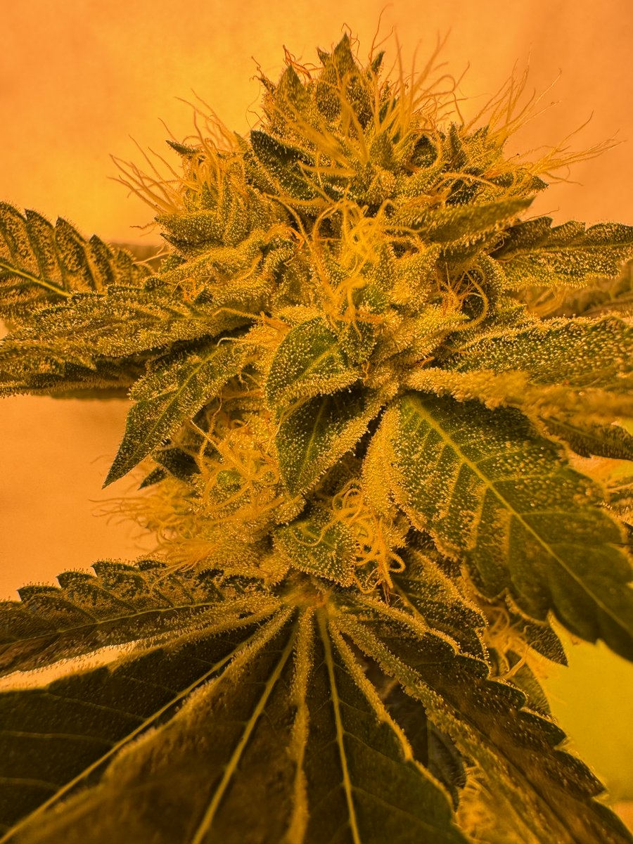 One Nation Under Informed tweet media