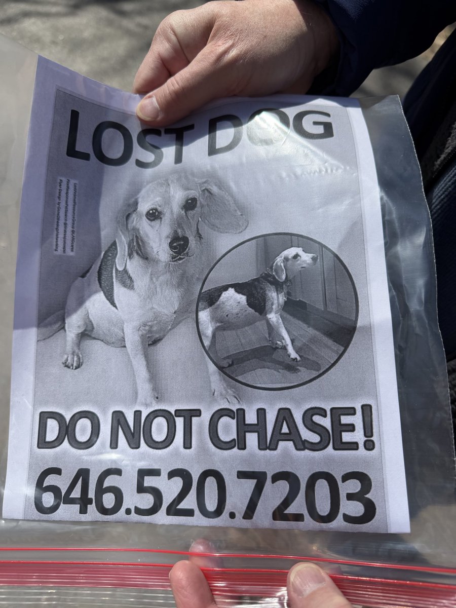 Friends looking for their lost dog, Daisy. Last seen between Silver Spring, Parkway Deli, and <a href="/RockCreekNPS/">Rock Creek Park</a> <a href="/BrandywineSPCA/">Brandywine Valley SPCA</a>