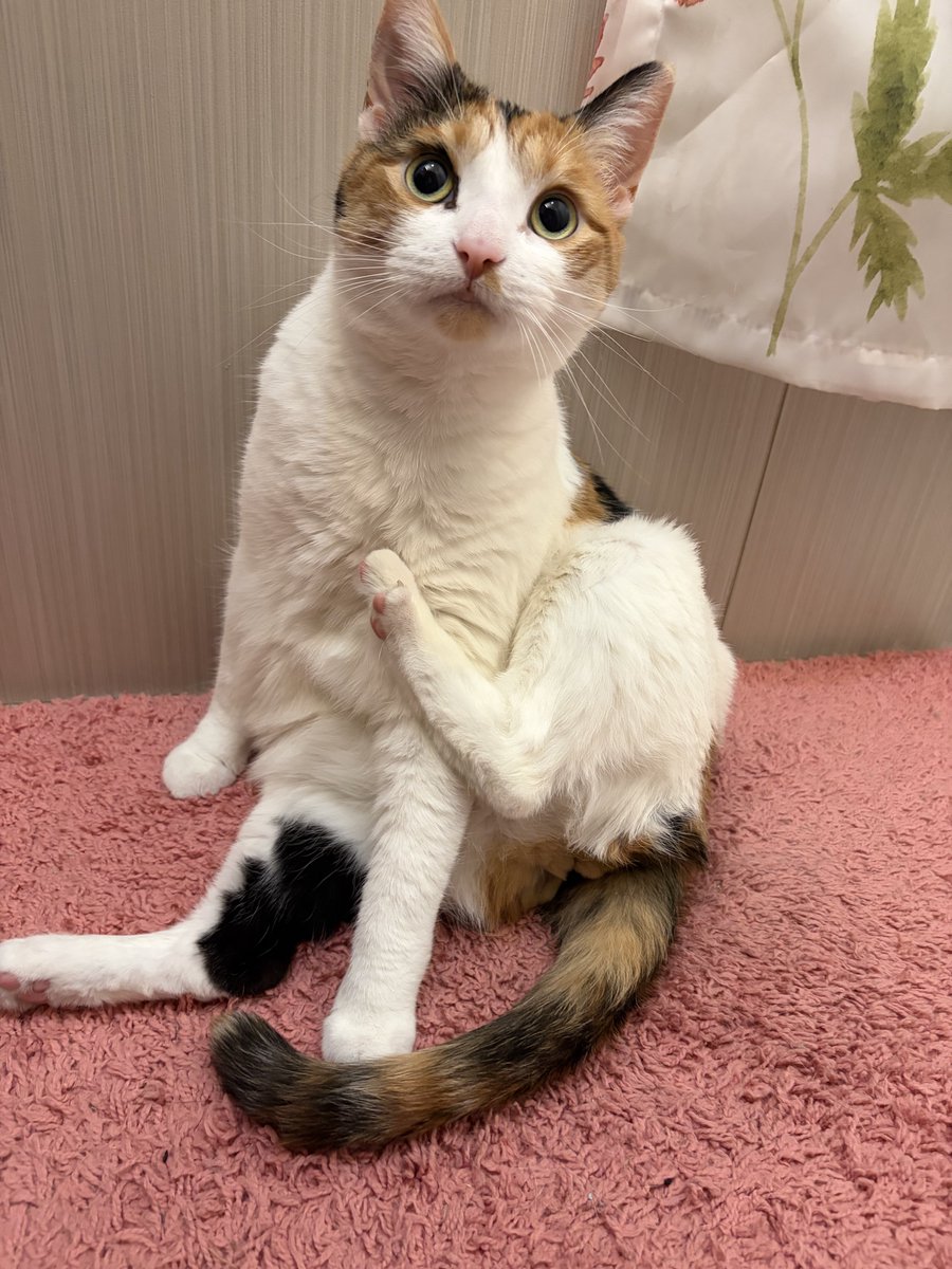 appycot jam tweet media