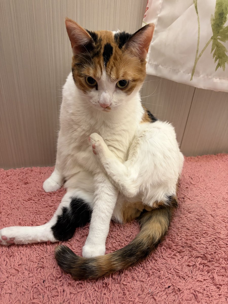 appycot jam tweet media