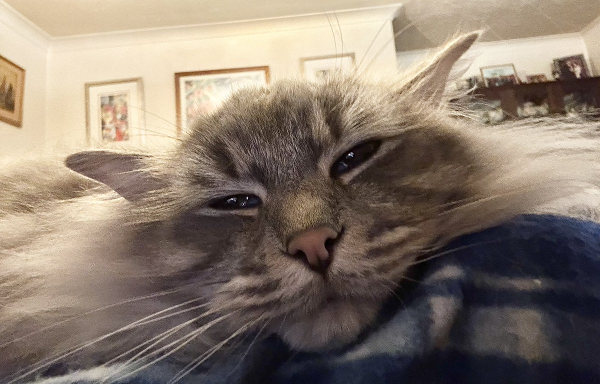 Paul Kay🎧🐾 tweet media