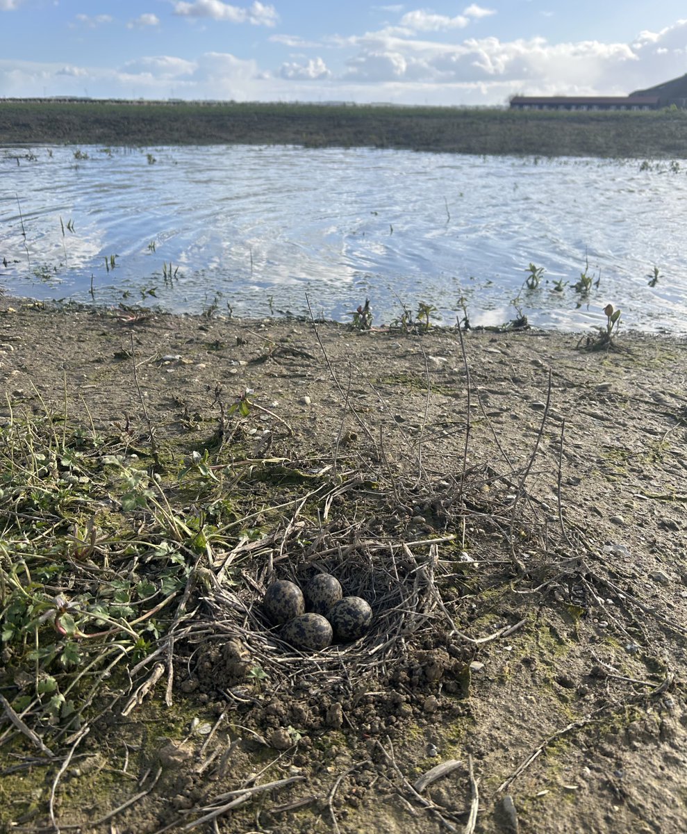 West Oxfordshire Farmland Bird Project tweet media