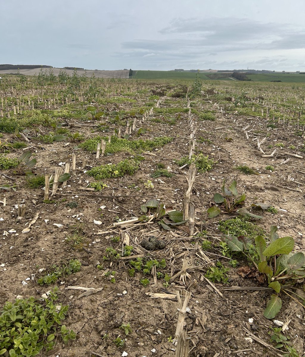West Oxfordshire Farmland Bird Project tweet media