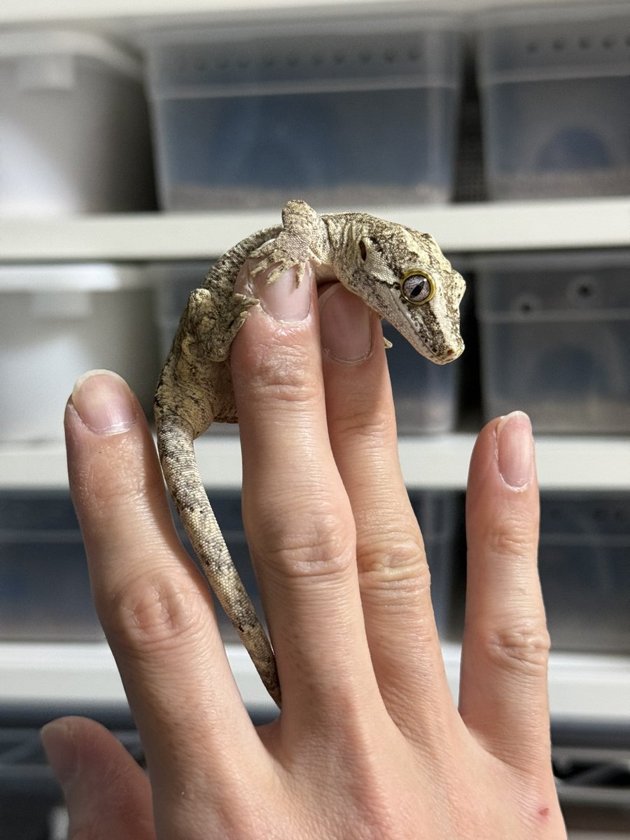 ﾖﾂﾊﾞ tweet media