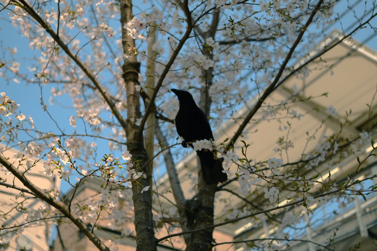 Akinori Tomita (@__tmy) on Twitter photo 