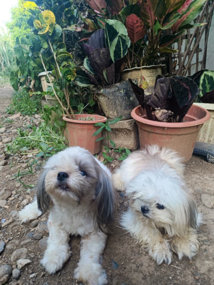 Teacups Family tweet media