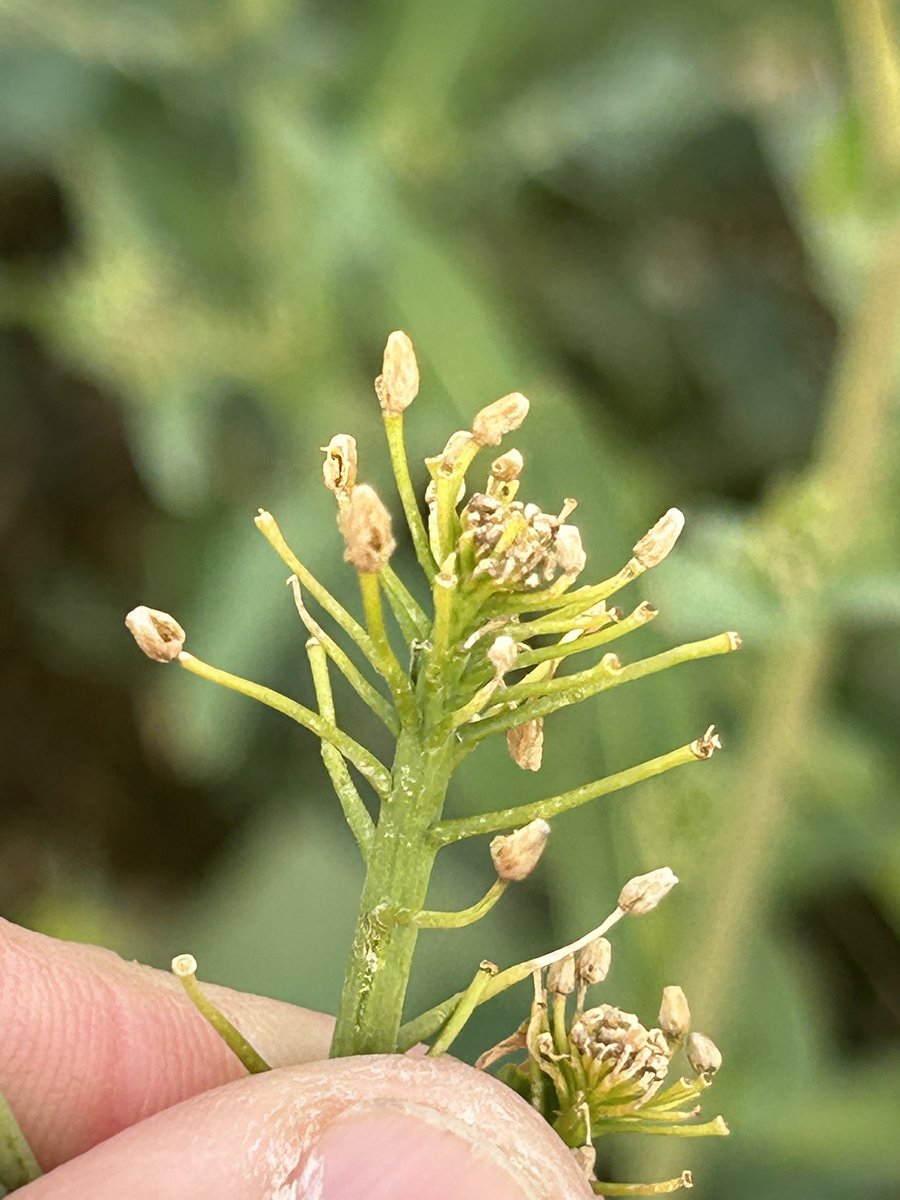 Emmanuel BONNIN tweet media