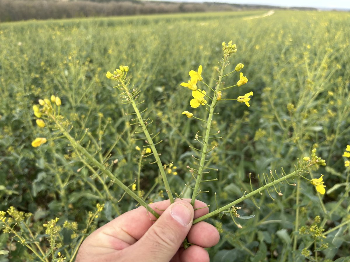 Emmanuel BONNIN tweet media