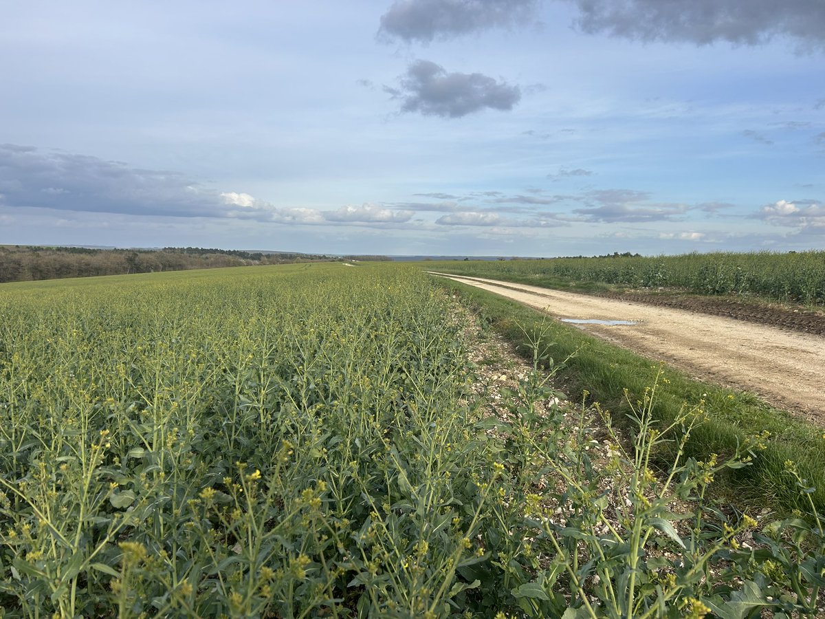 Emmanuel BONNIN tweet media