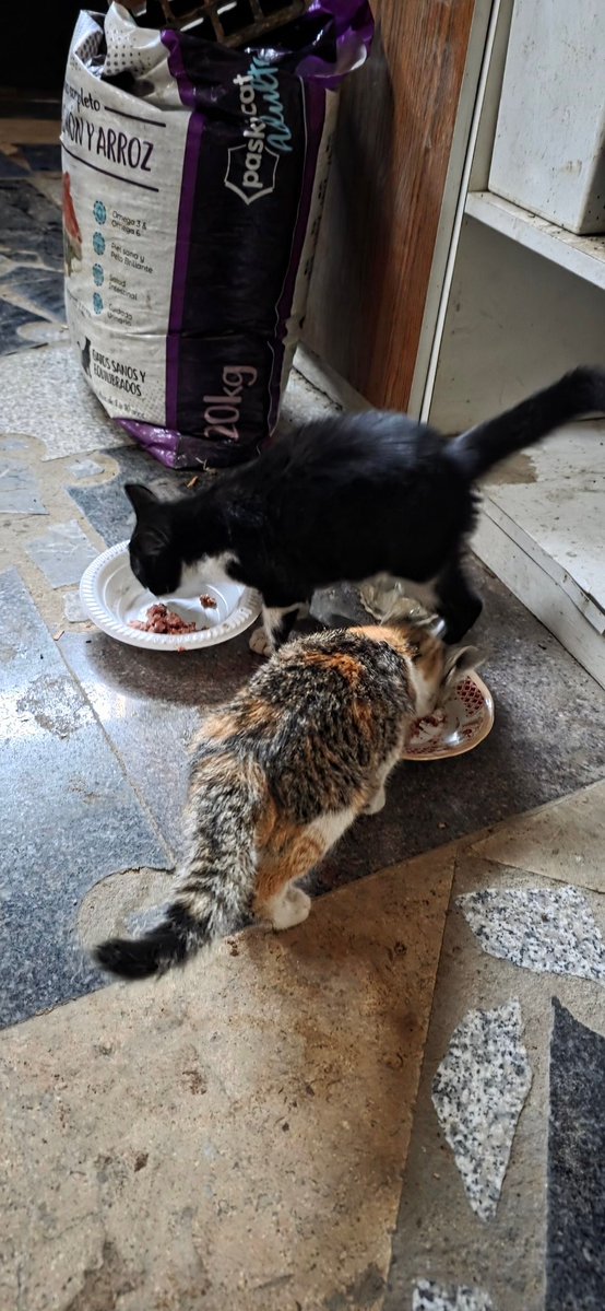 🐾help Animal Gaza🐾 tweet media