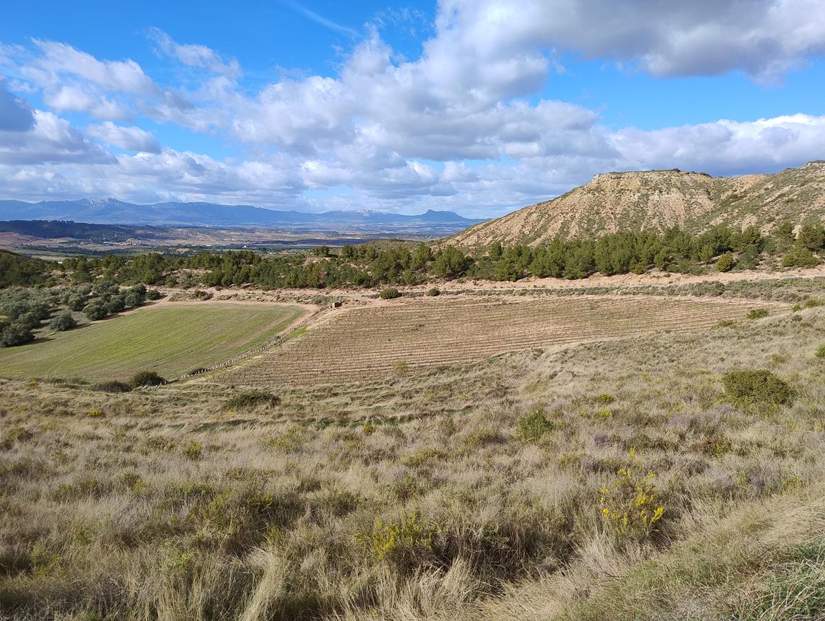 ADHalliwell tweet media