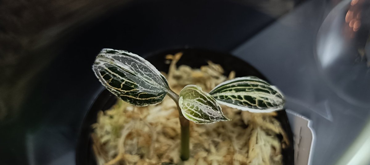 インテレッセ tweet media