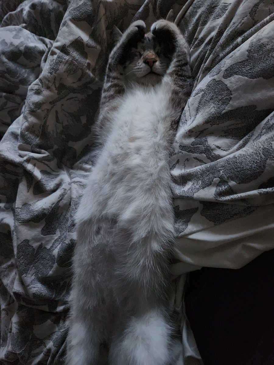 lentil & bowser 🩶 walter & bonkers 🌈 tweet media