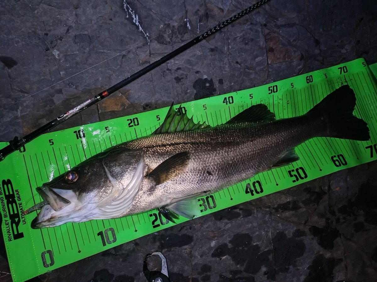 tri(とり) tweet media