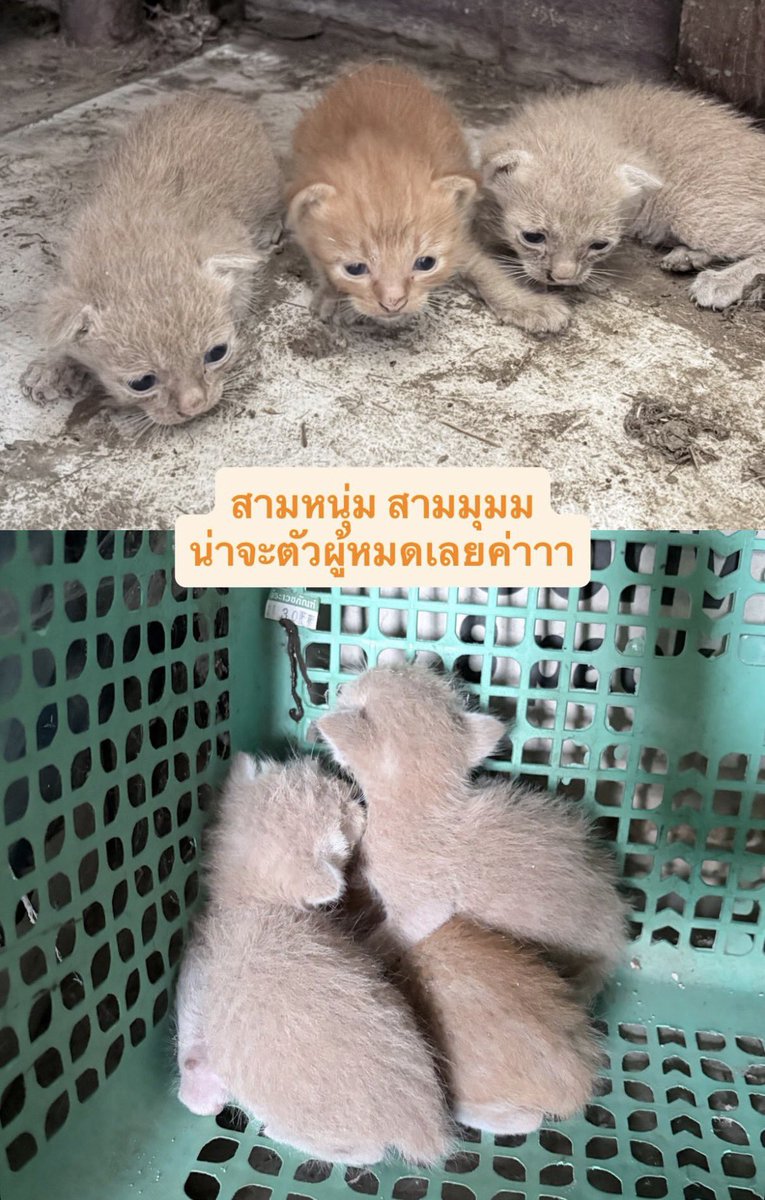 「NM」 tweet media