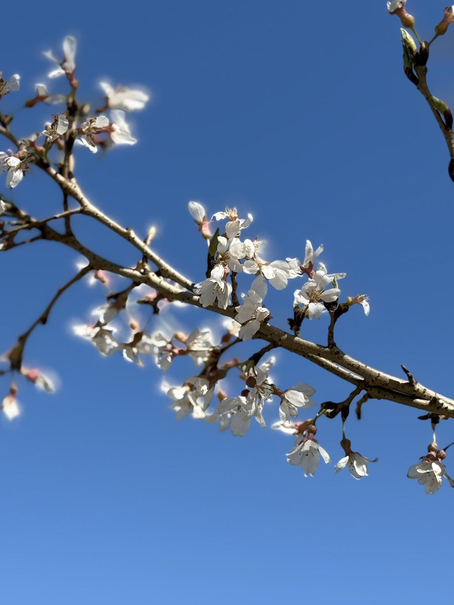 FPL_Devils (Muntasir) 🇧🇩 tweet media