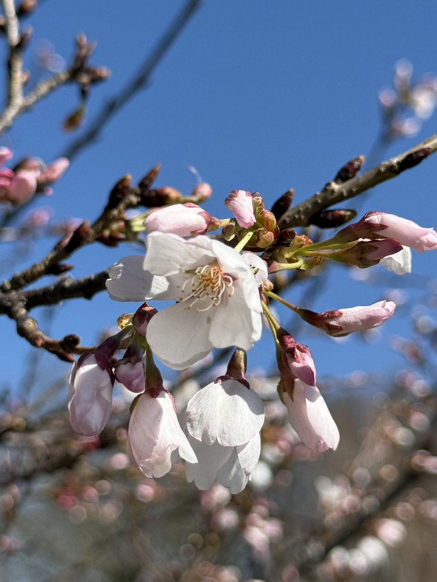 FPL_Devils (Muntasir) 🇧🇩 tweet media