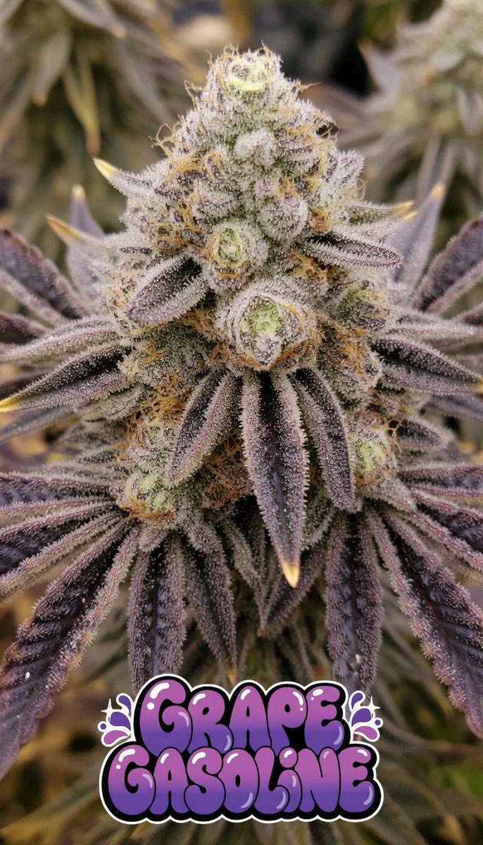 SNSEEDSUK's tweet photo. 🍇 Grape Gasoline Strain (Galactic Grape × Original Sour Diesel)
🍇 Sweet grape &amp; berry candy – juicy, fruity, and mouth-watering
⛽ Pungent diesel &amp; gas depth – sharp, fuel-like, and lingering
🌿 Earthy, spicy &amp; herbal notes – balanced sour finish with funk.
Worldwide shipping. https://t.co/7xA5obFfap