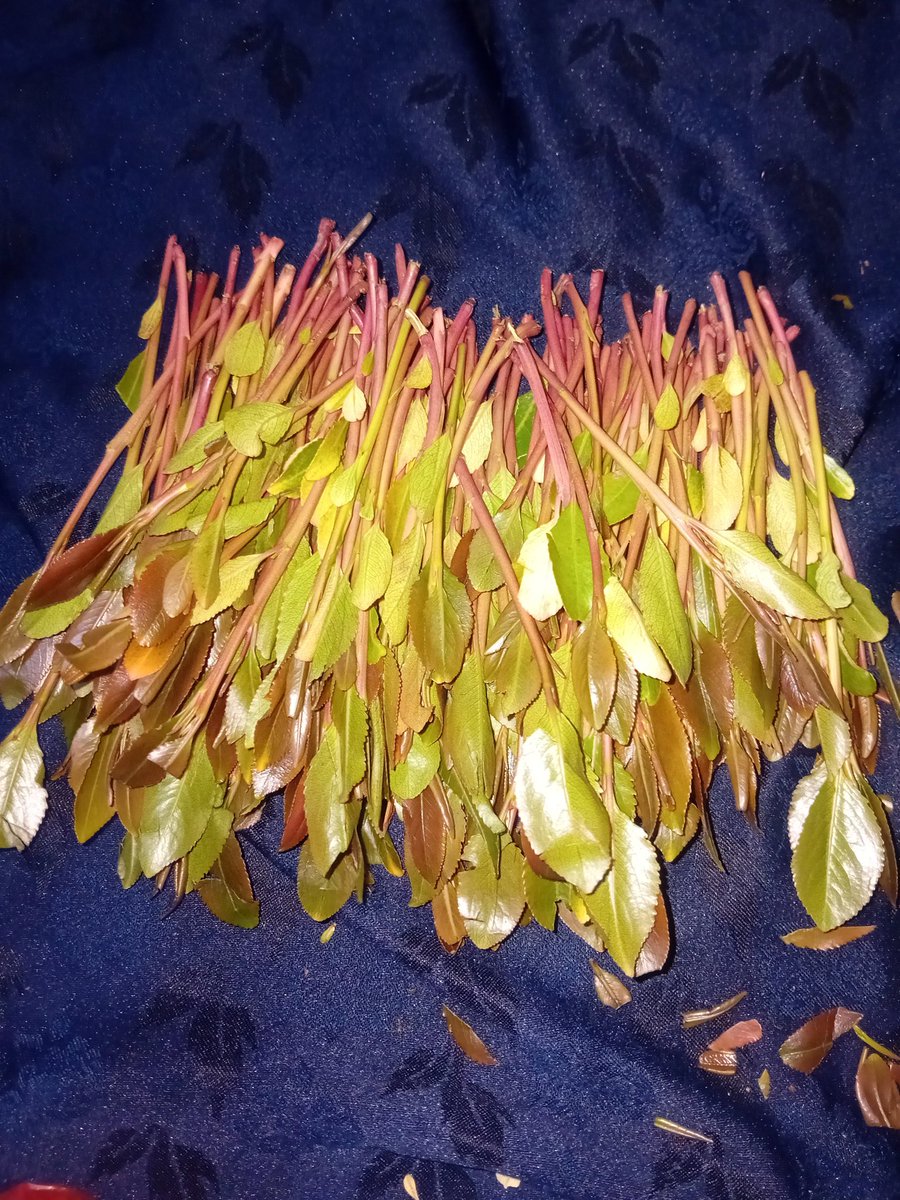 الحره العفاشيه tweet media