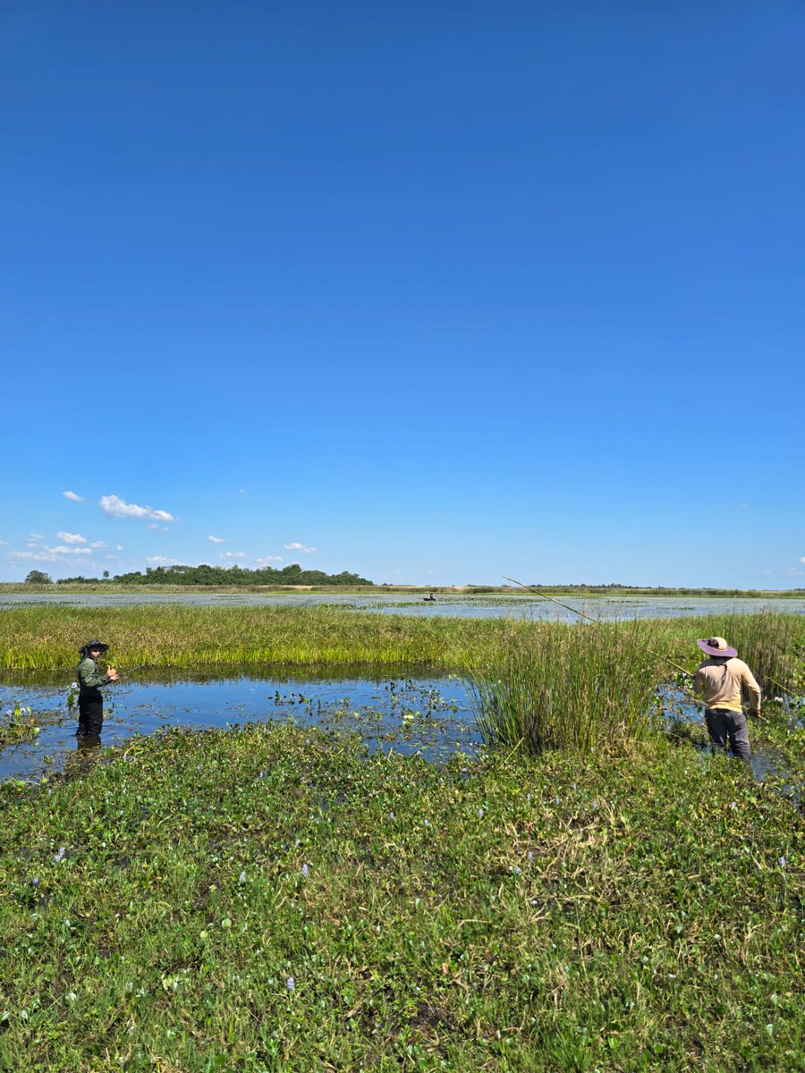 Pedro Alliana tweet media