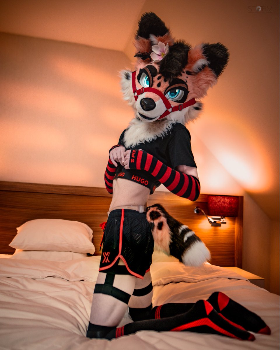 Sion Fox tweet media