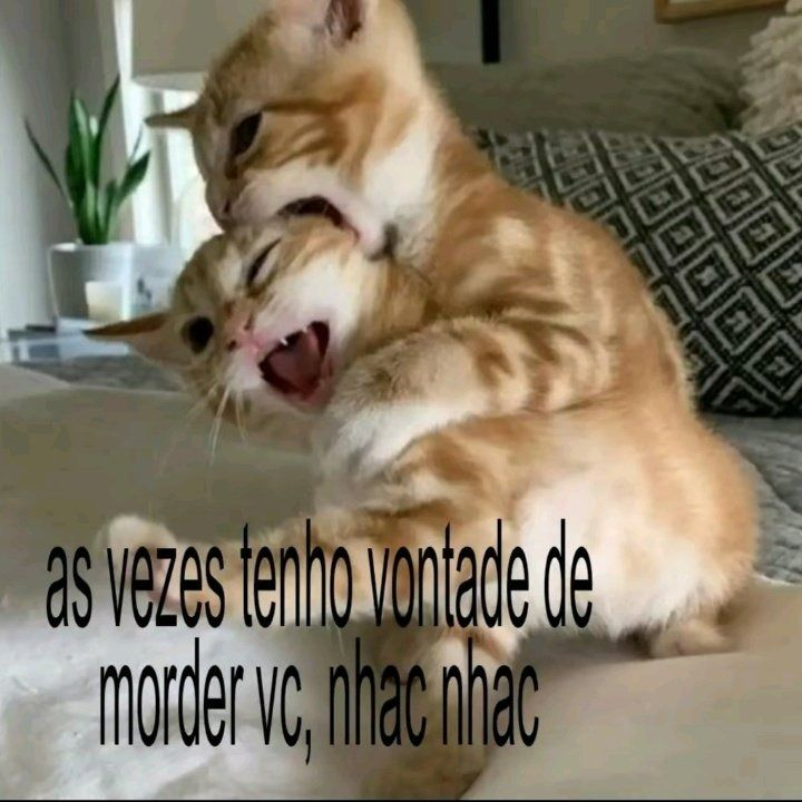 perfil dedicado a gatinhos e peitos tweet media