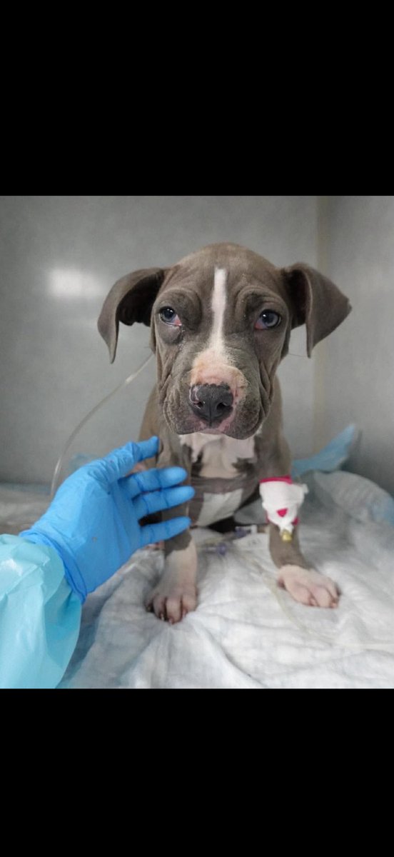 Animales y Naturaleza tweet media