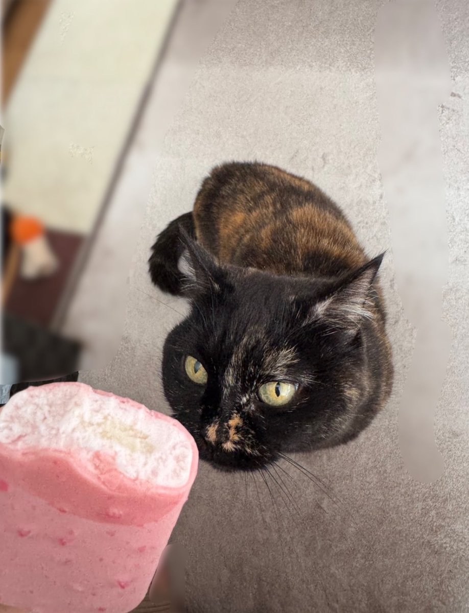 fl_jsc's tweet photo. 猫見に来てくれた人がゲームのスクショばかりでガッカリしないように猫おいとくね https://t.co/WO8JJQAF4W