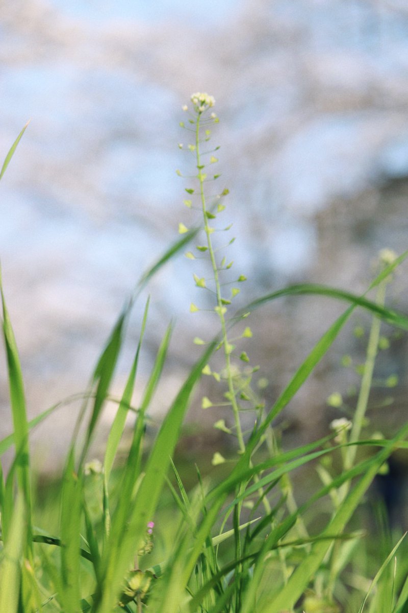 皇阿玛他是Dystopia啊 tweet media