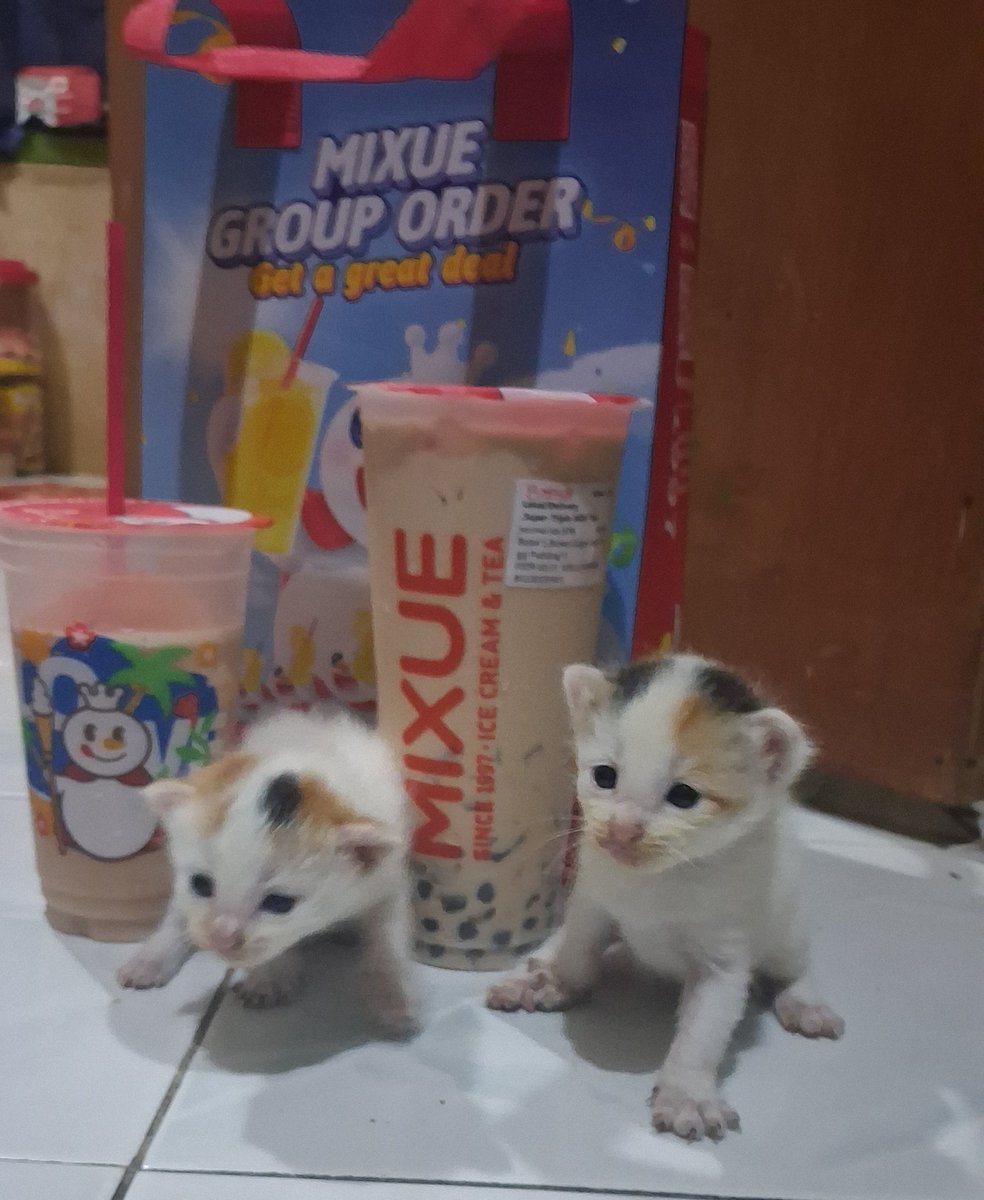 Cayank ku kucing berkedok hamster 🥰🌹
