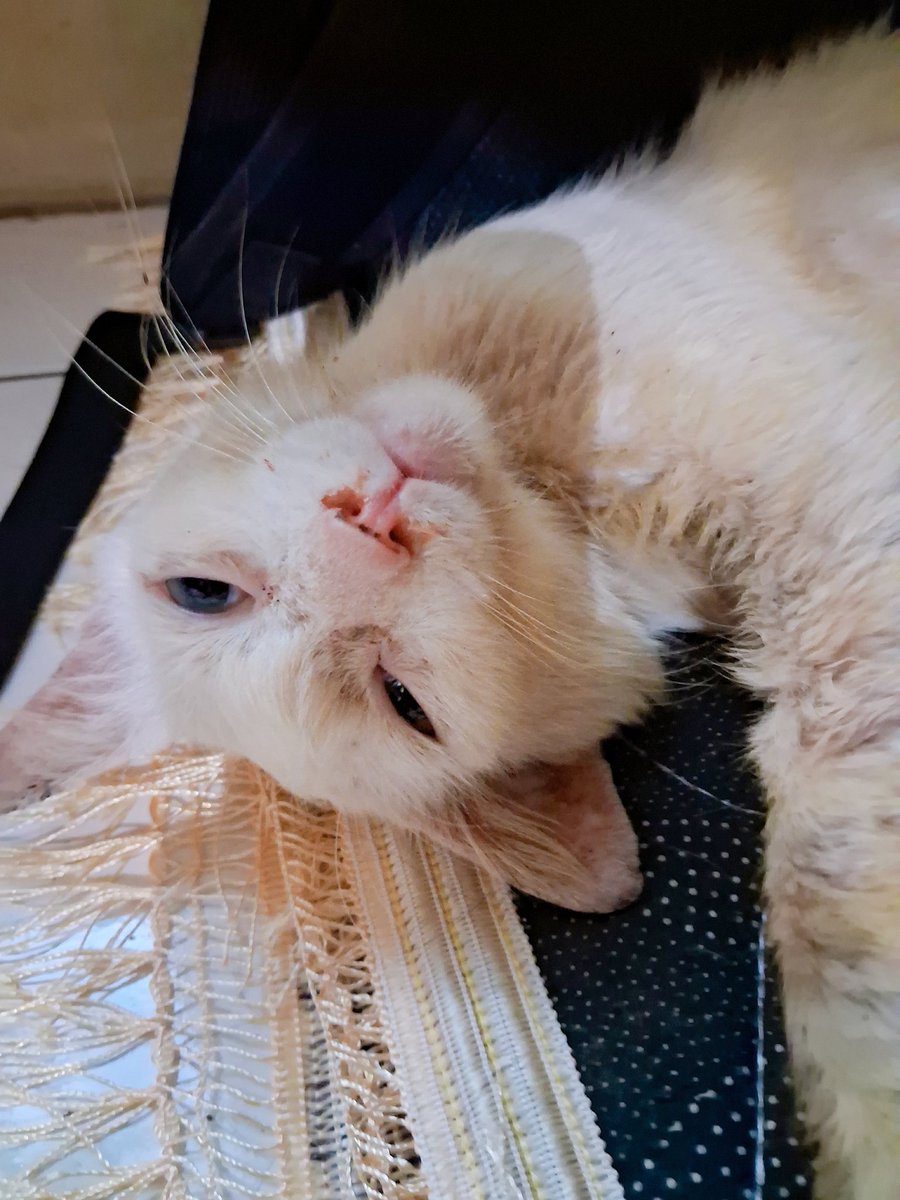 Baby besar ku 🥰🌹