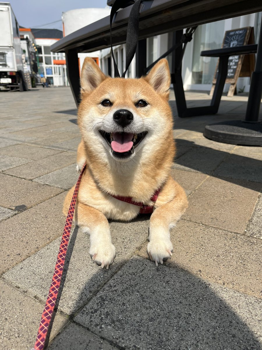 さくら@キツネ顔の豆柴🌸 tweet media