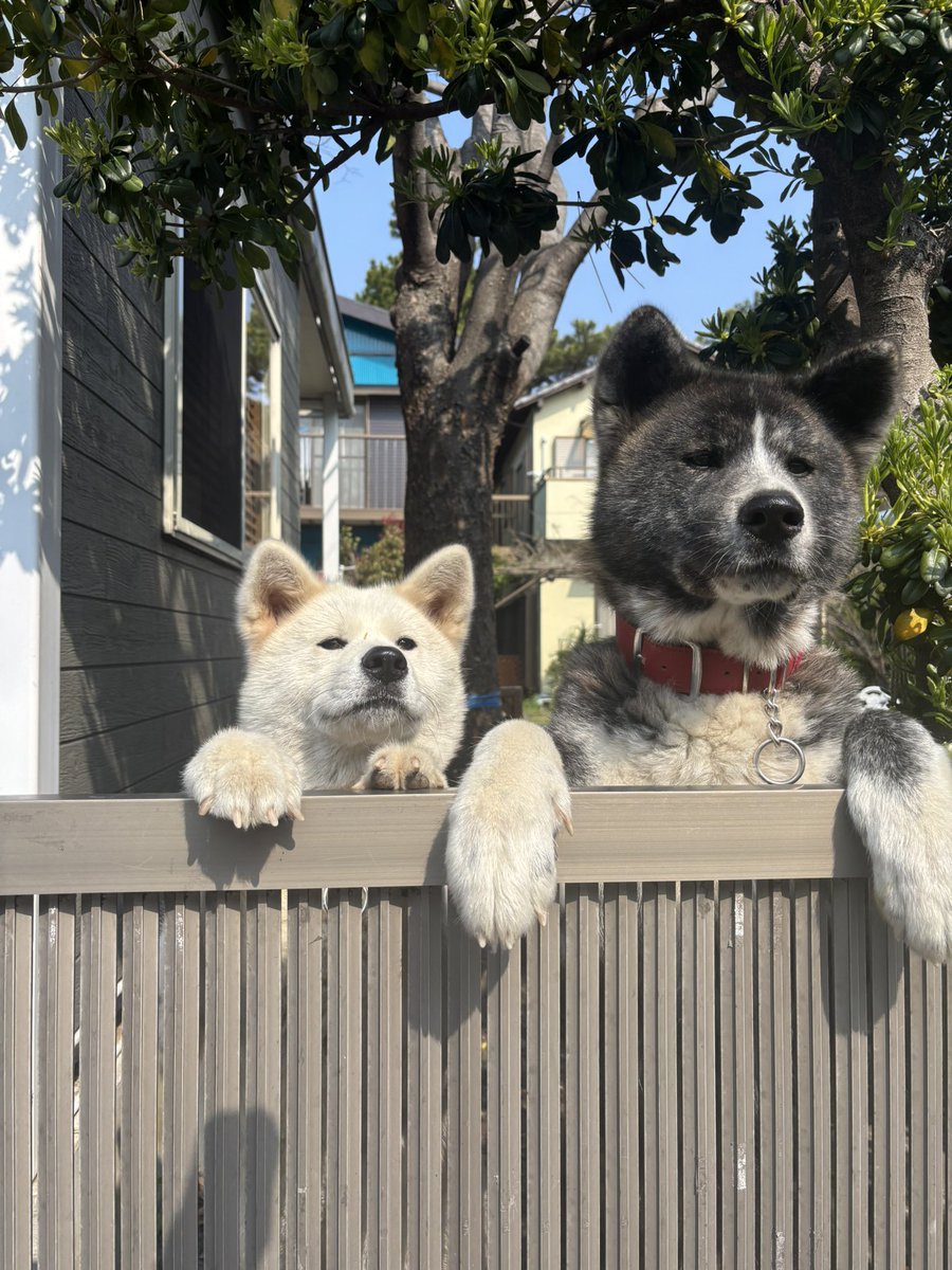 秋田犬こじろう&ももこ（先代こたろう） tweet media