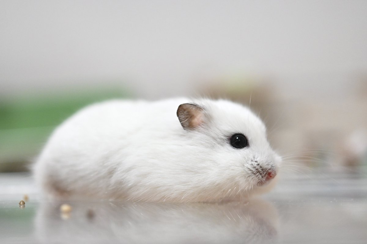 ほわほわのほわ tweet media