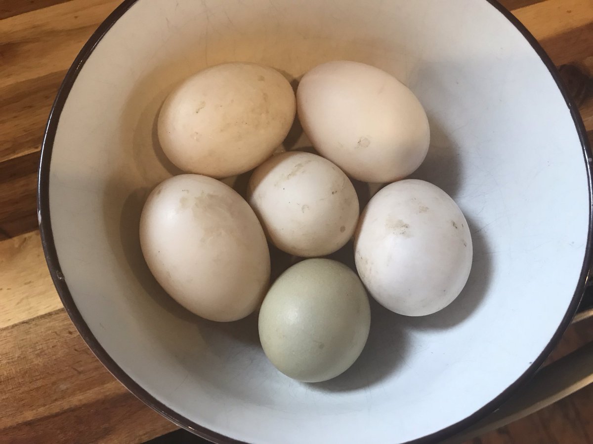 andrew_py's tweet photo. I have duck eggs for sale. 6 for 5.00 or 10 for a dozen. Shoot me a message. I’ll bring em to ya from Manitou within reason. https://t.co/6DpgIUEEJX