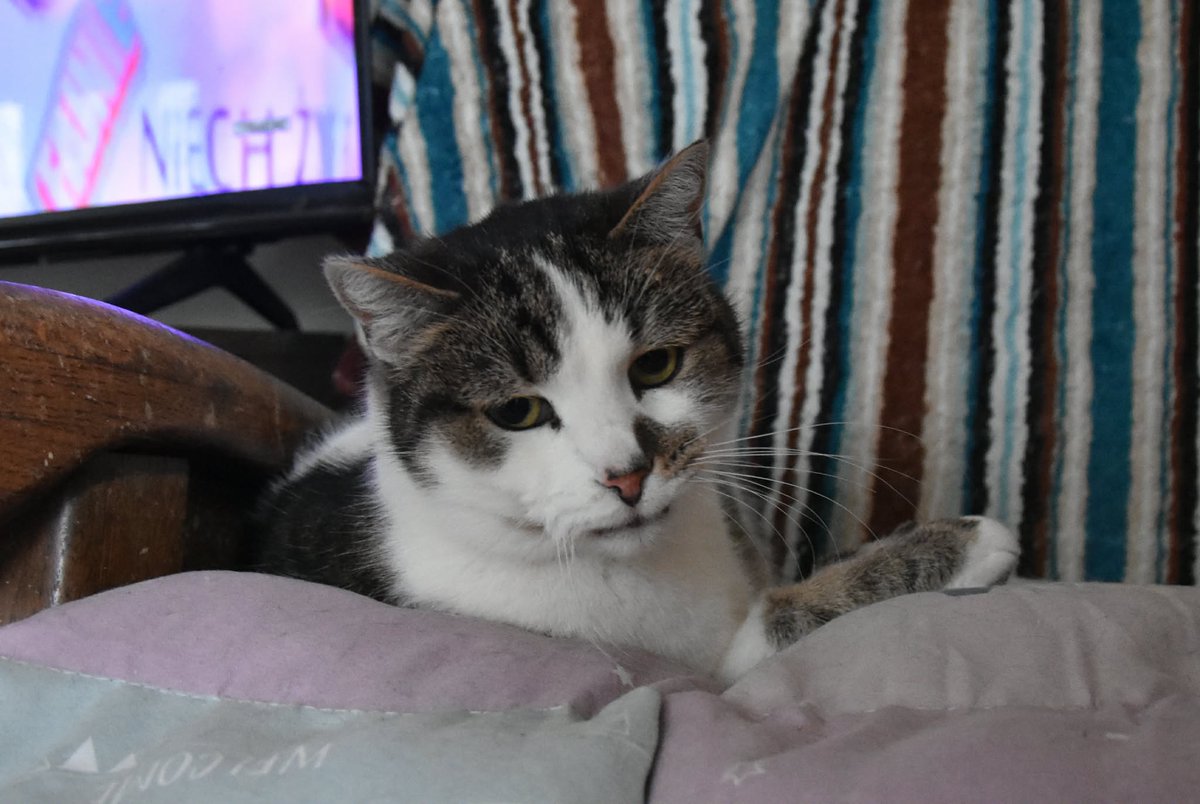 Koty w głowie 🐈 tweet media