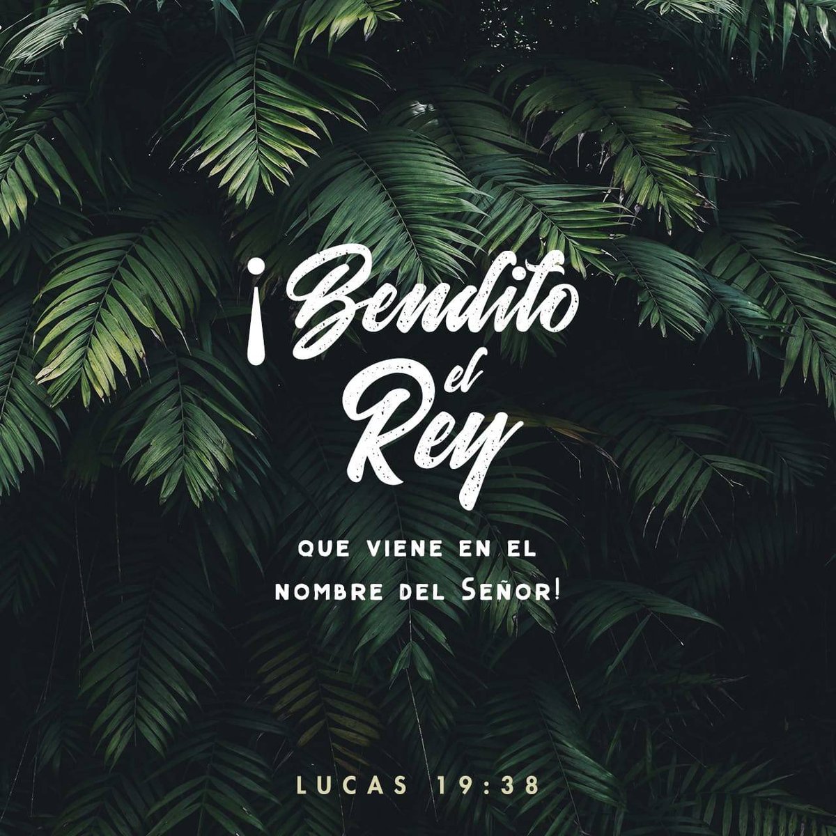 Defensa Adventista tweet media