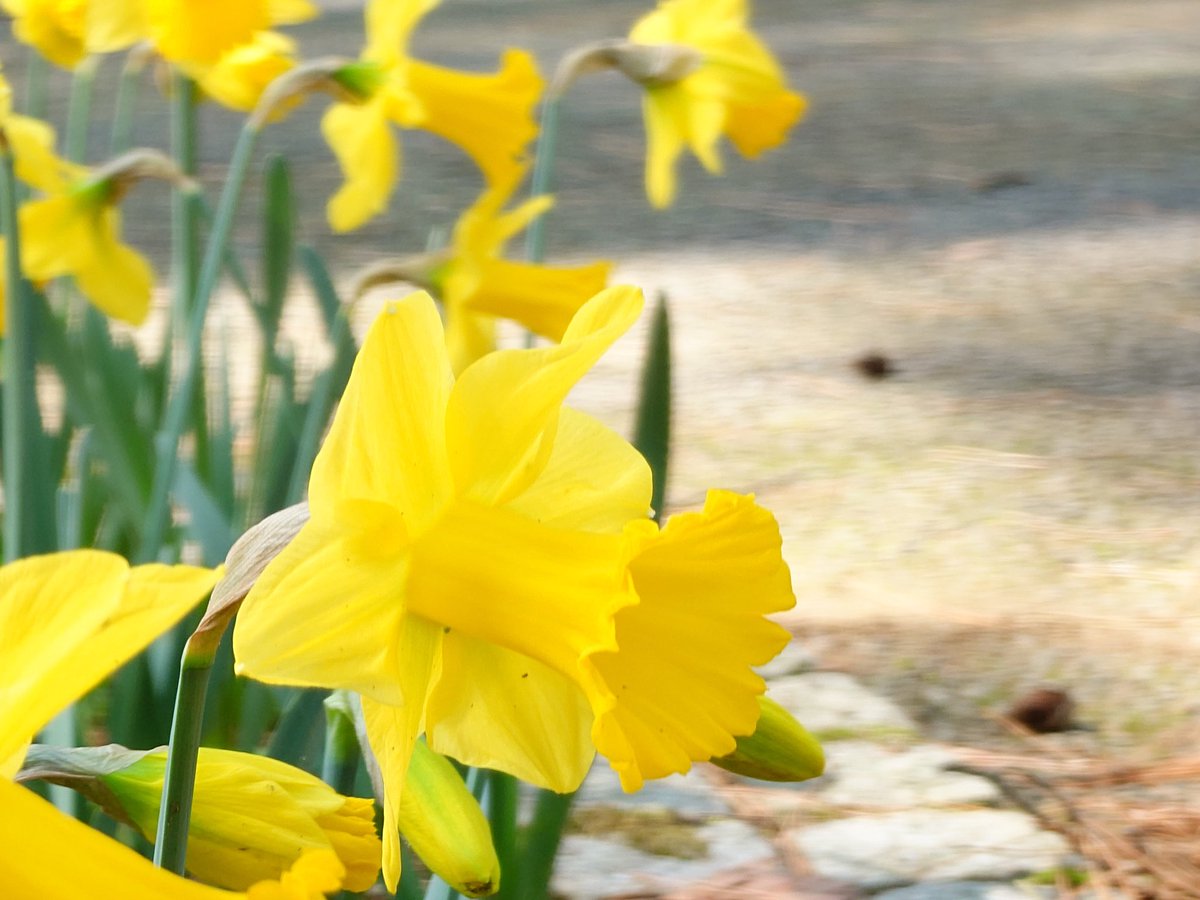 ケンミ フジテリアパーク2026 4/12　ザ・ヒロサワ・シティ会館で会う事を約束しよう🎶 tweet media