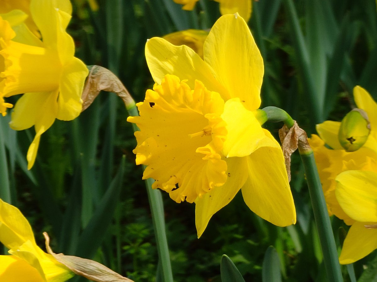 ケンミ フジテリアパーク2026 4/12　ザ・ヒロサワ・シティ会館で会う事を約束しよう🎶 tweet media