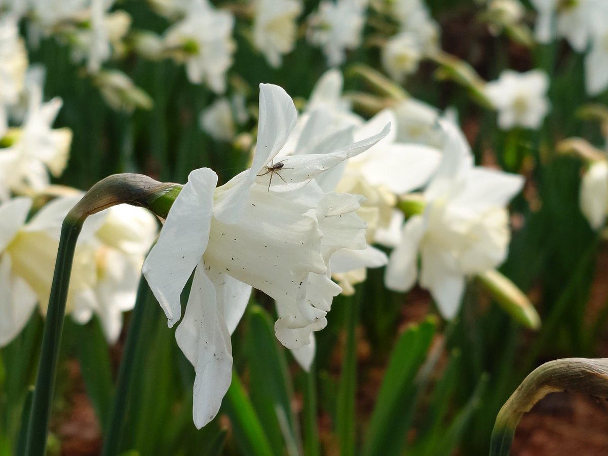 ケンミ フジテリアパーク2026 4/12　ザ・ヒロサワ・シティ会館で会う事を約束しよう🎶 tweet media