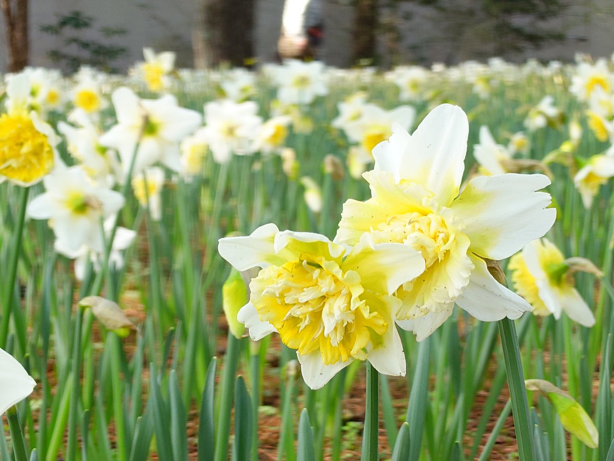 ケンミ フジテリアパーク2026 4/12　ザ・ヒロサワ・シティ会館で会う事を約束しよう🎶 tweet media