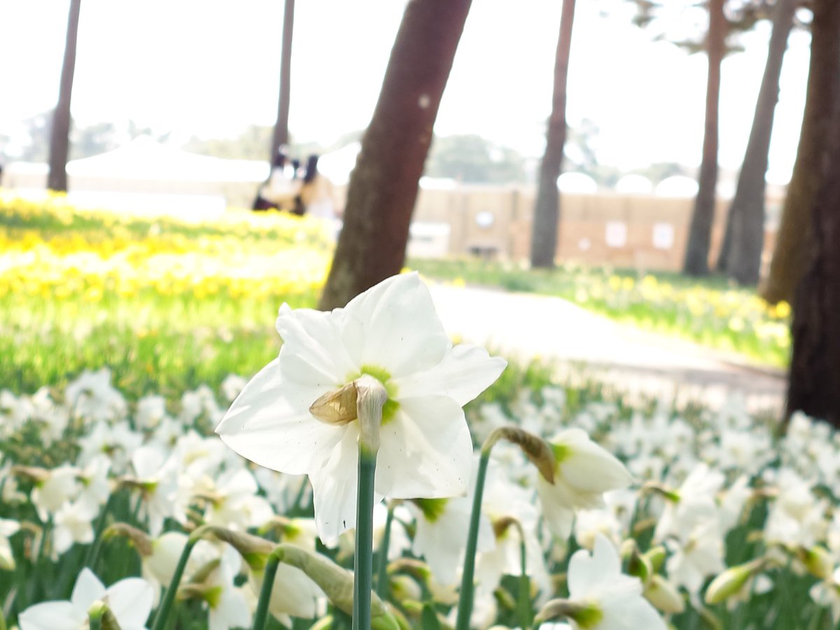 ケンミ フジテリアパーク2026 4/12　ザ・ヒロサワ・シティ会館で会う事を約束しよう🎶 tweet media