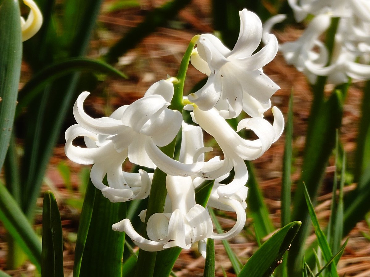 ケンミ フジテリアパーク2026 4/12　ザ・ヒロサワ・シティ会館で会う事を約束しよう🎶 tweet media