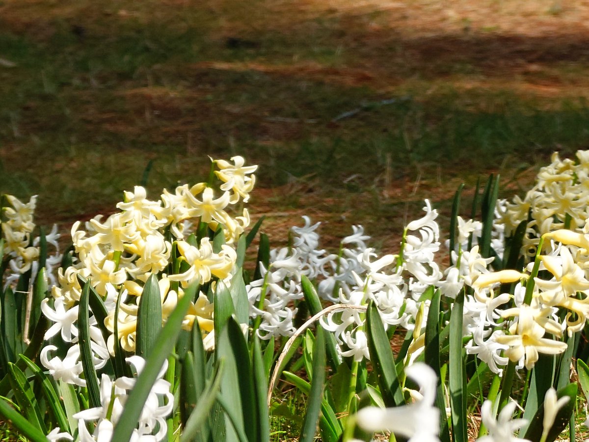 ケンミ フジテリアパーク2026 4/12　ザ・ヒロサワ・シティ会館で会う事を約束しよう🎶 tweet media
