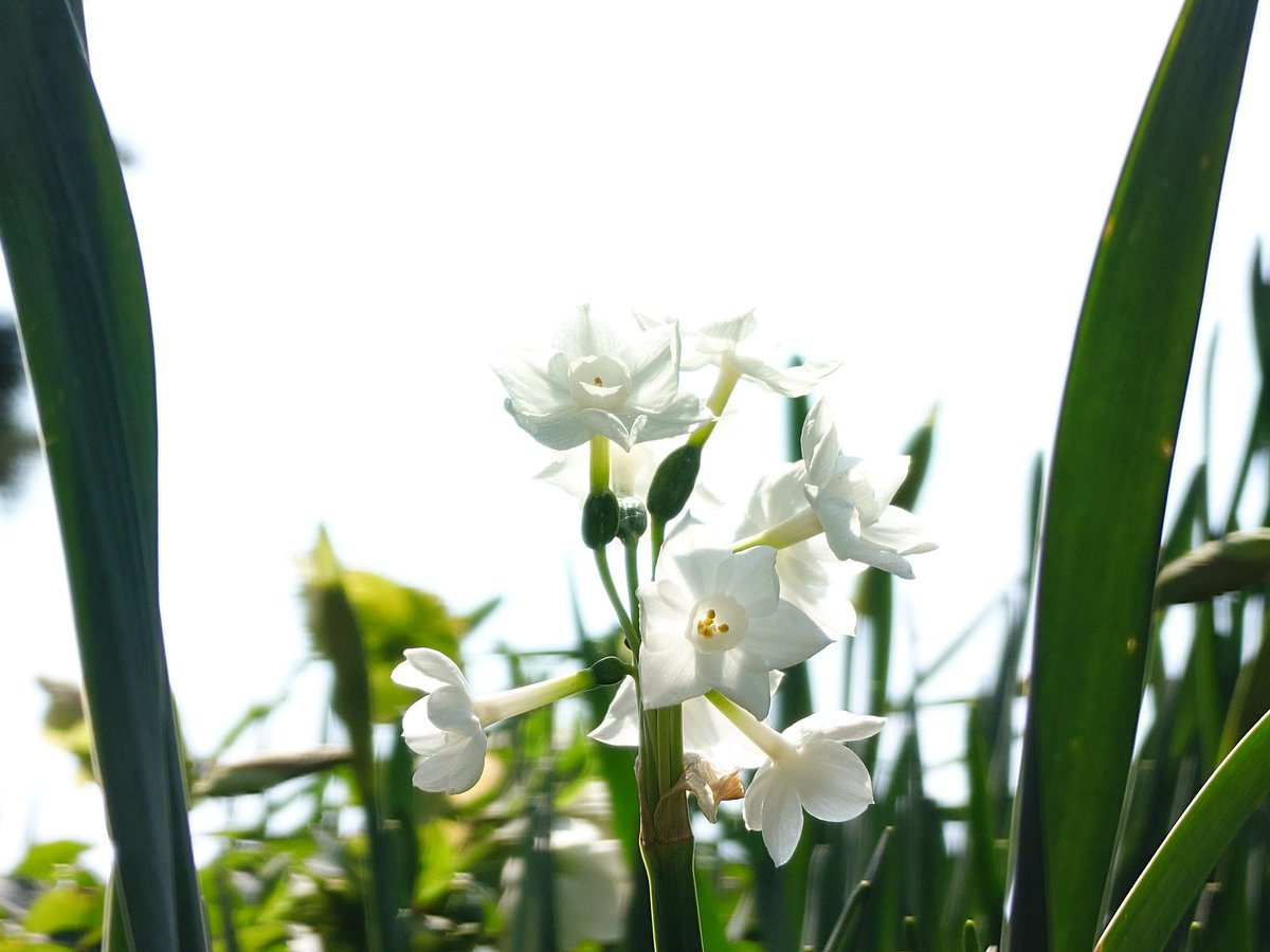 ケンミ フジテリアパーク2026 4/12　ザ・ヒロサワ・シティ会館で会う事を約束しよう🎶 tweet media