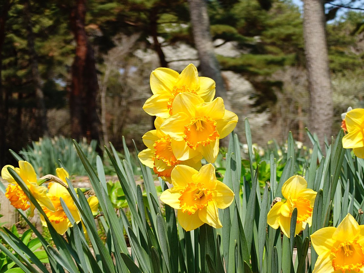 ケンミ フジテリアパーク2026 4/12　ザ・ヒロサワ・シティ会館で会う事を約束しよう🎶 tweet media